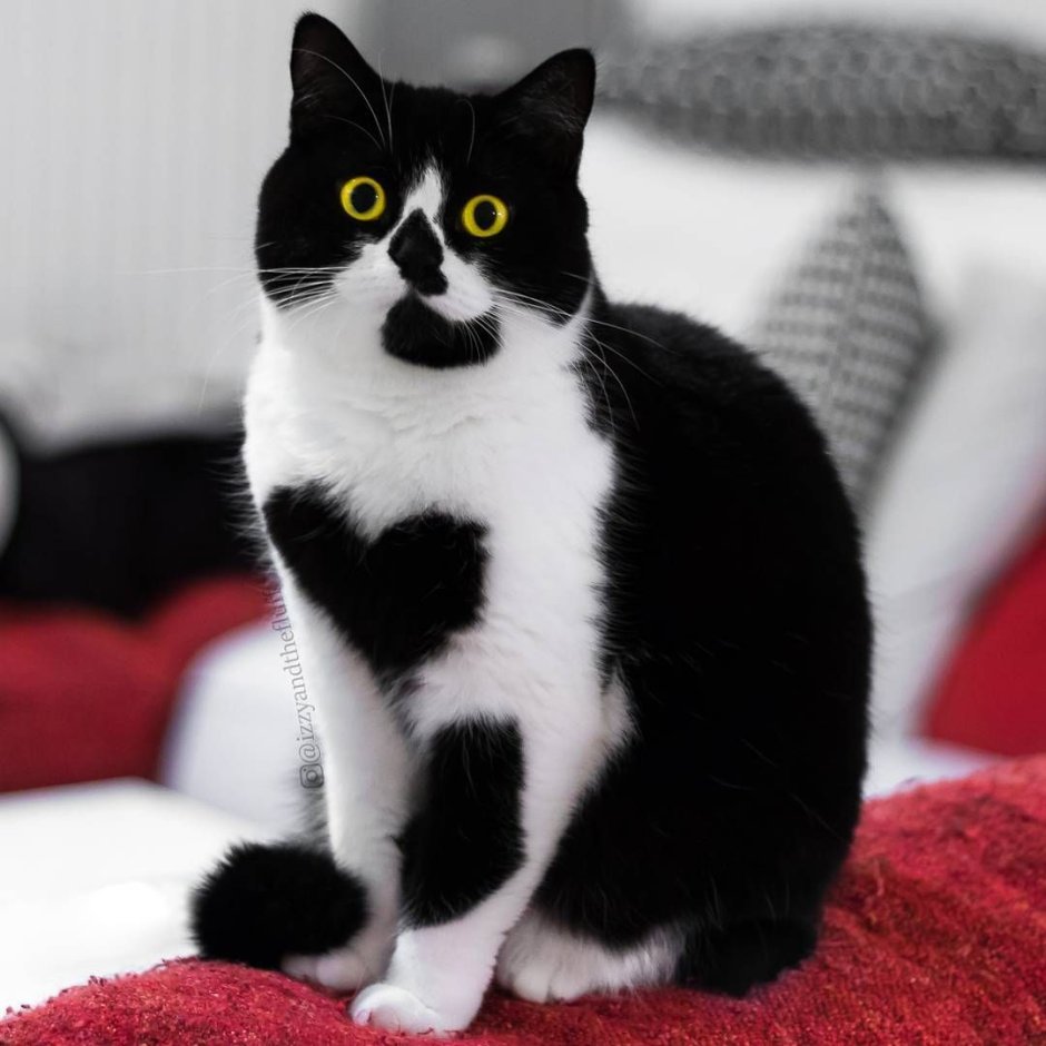 Норвежская Лесная кошка Калико