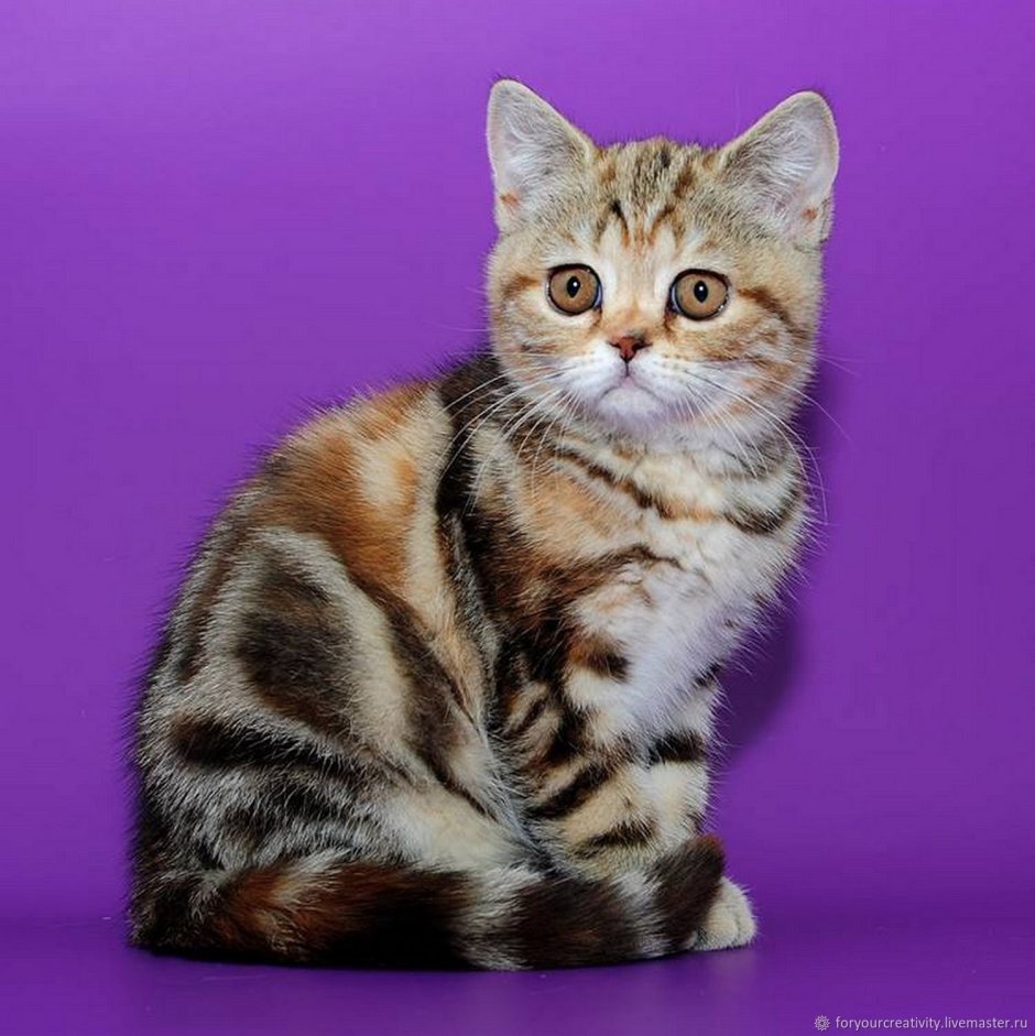 Скоттиш мраморный