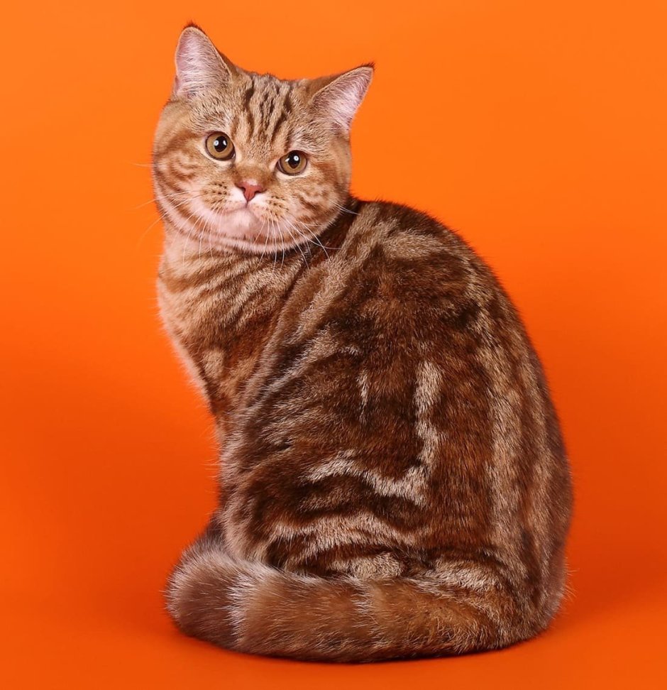 Шотландская вислоухая кошка трехцветная