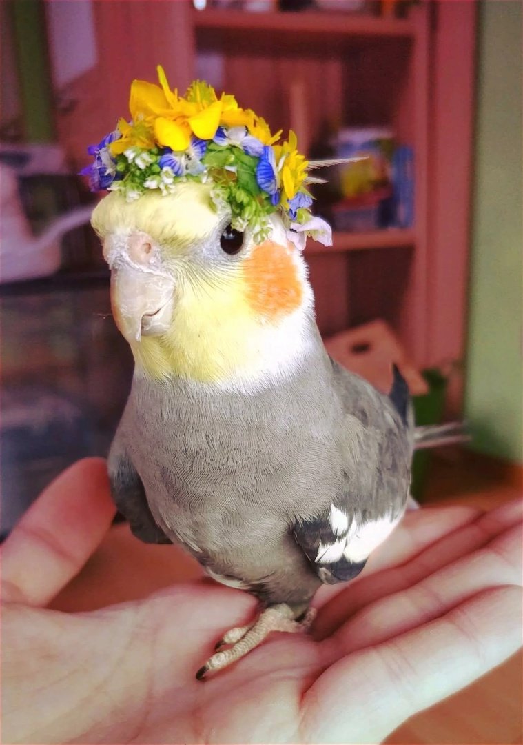 Попугай корелла мило