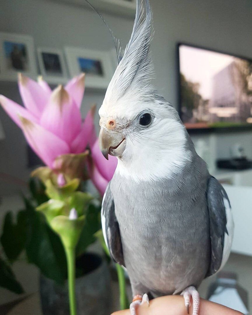 Домашний попугай корелла