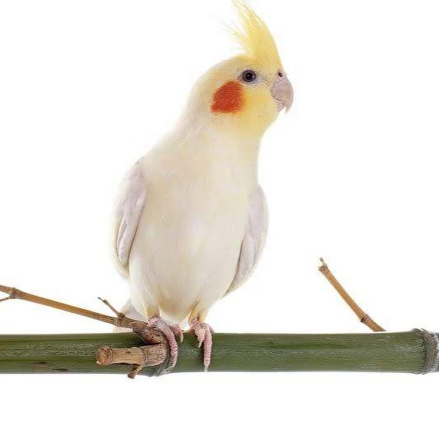 Жемчужная корелла