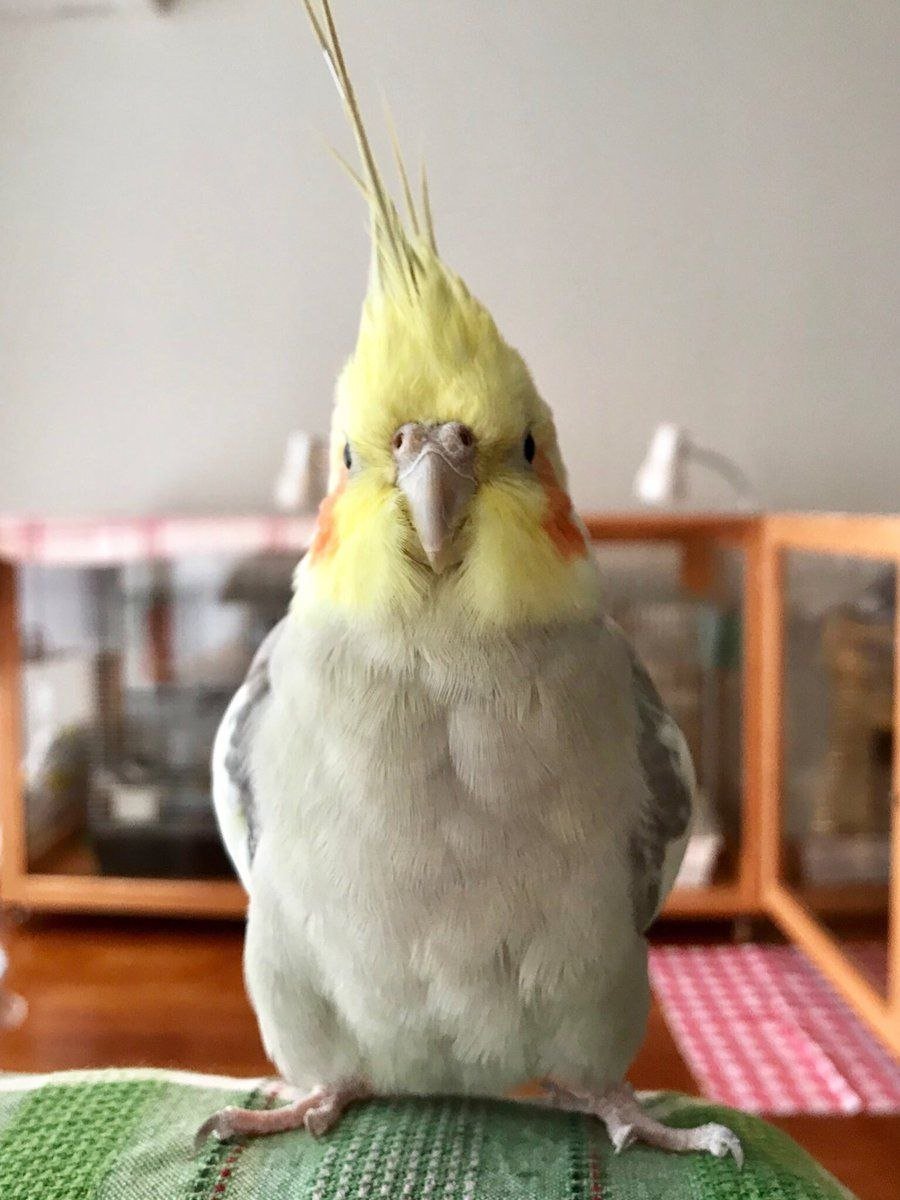 Лысый попугай корелла