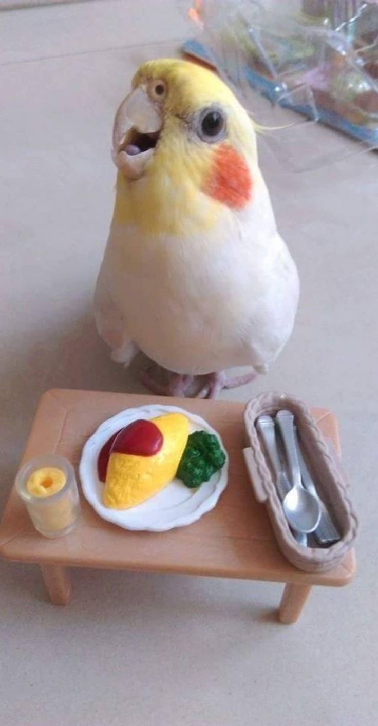 Попугай в шапке