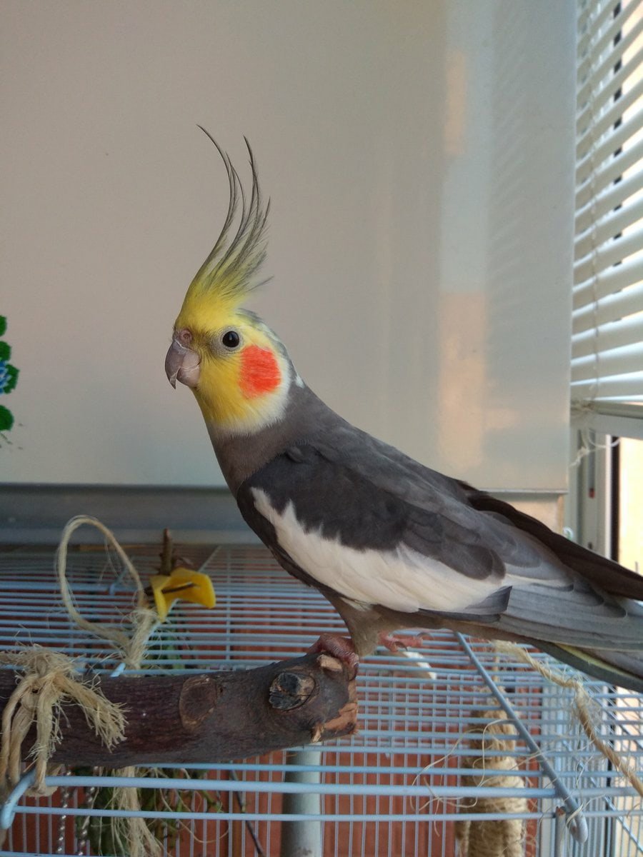 Попугай корелла лютино