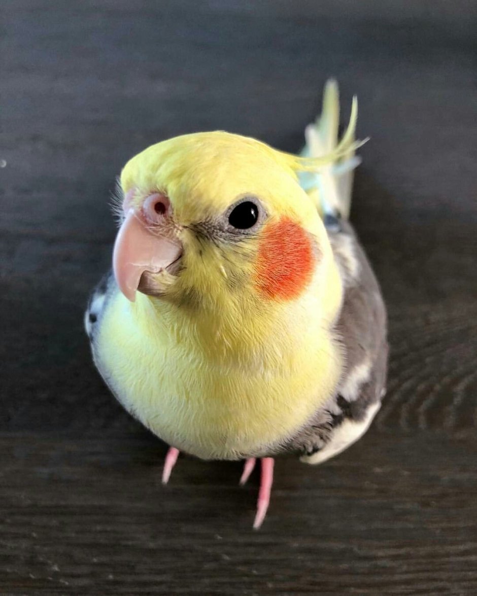 Попугай Мем