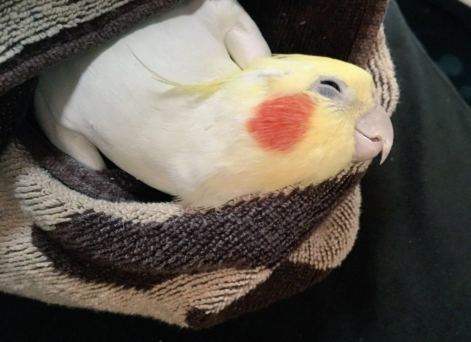 Попугай корелла