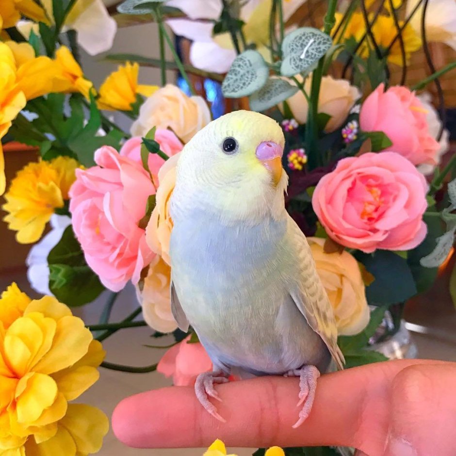 Попугай Кэрол