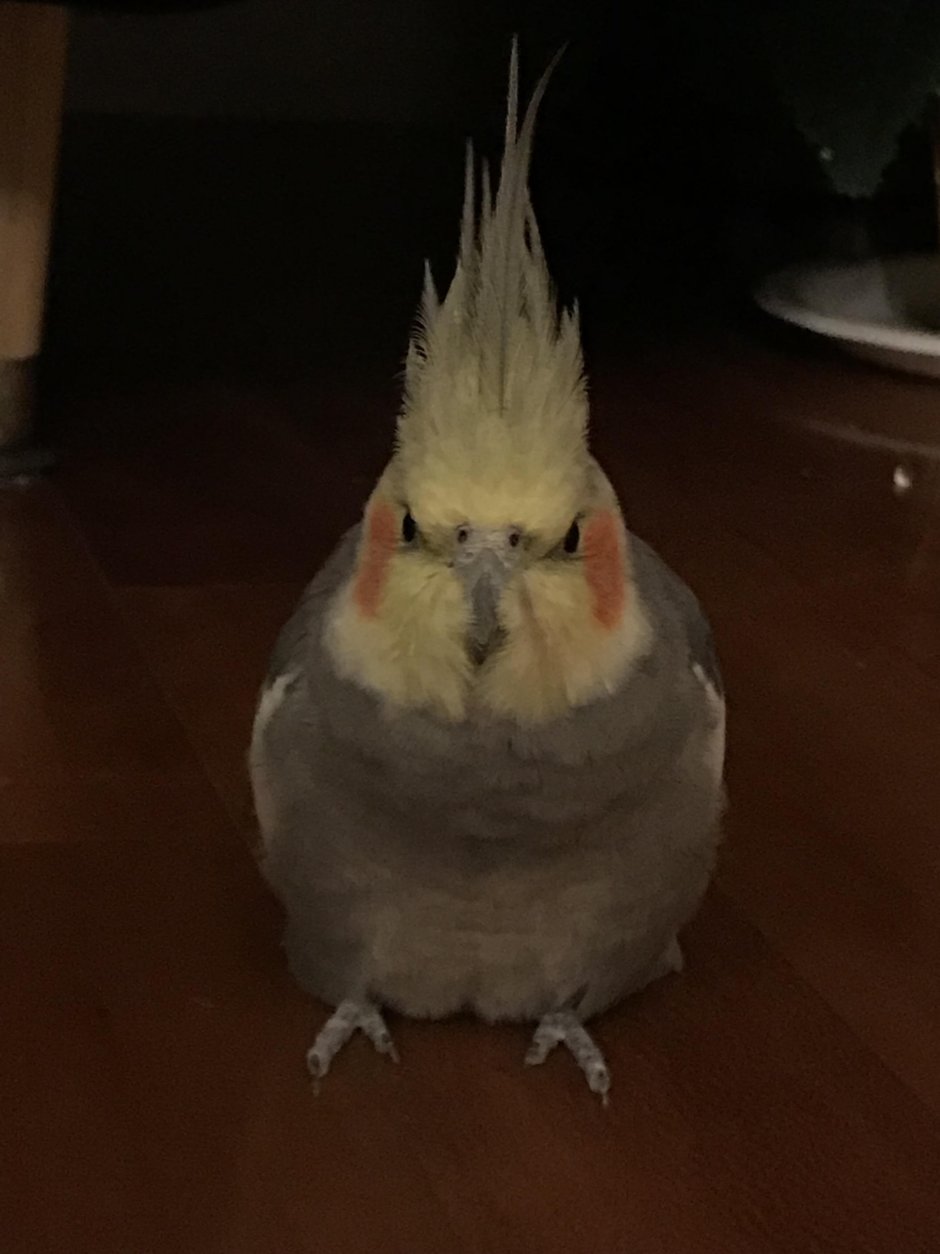 Попугай корелла мемы