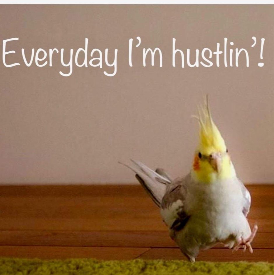 Корелла альзиносов