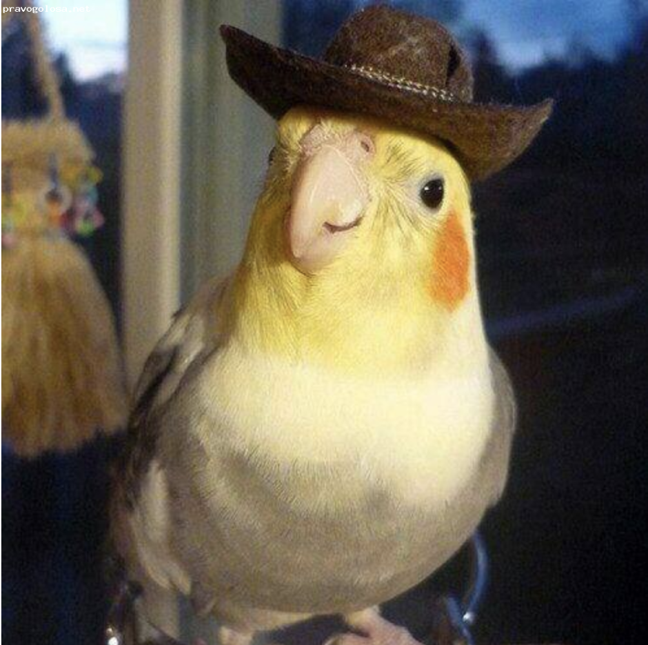 Бело желтый попугай