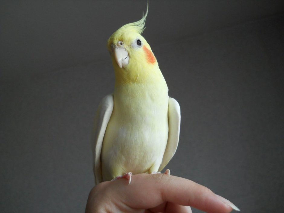 Попугай корелла Какаду