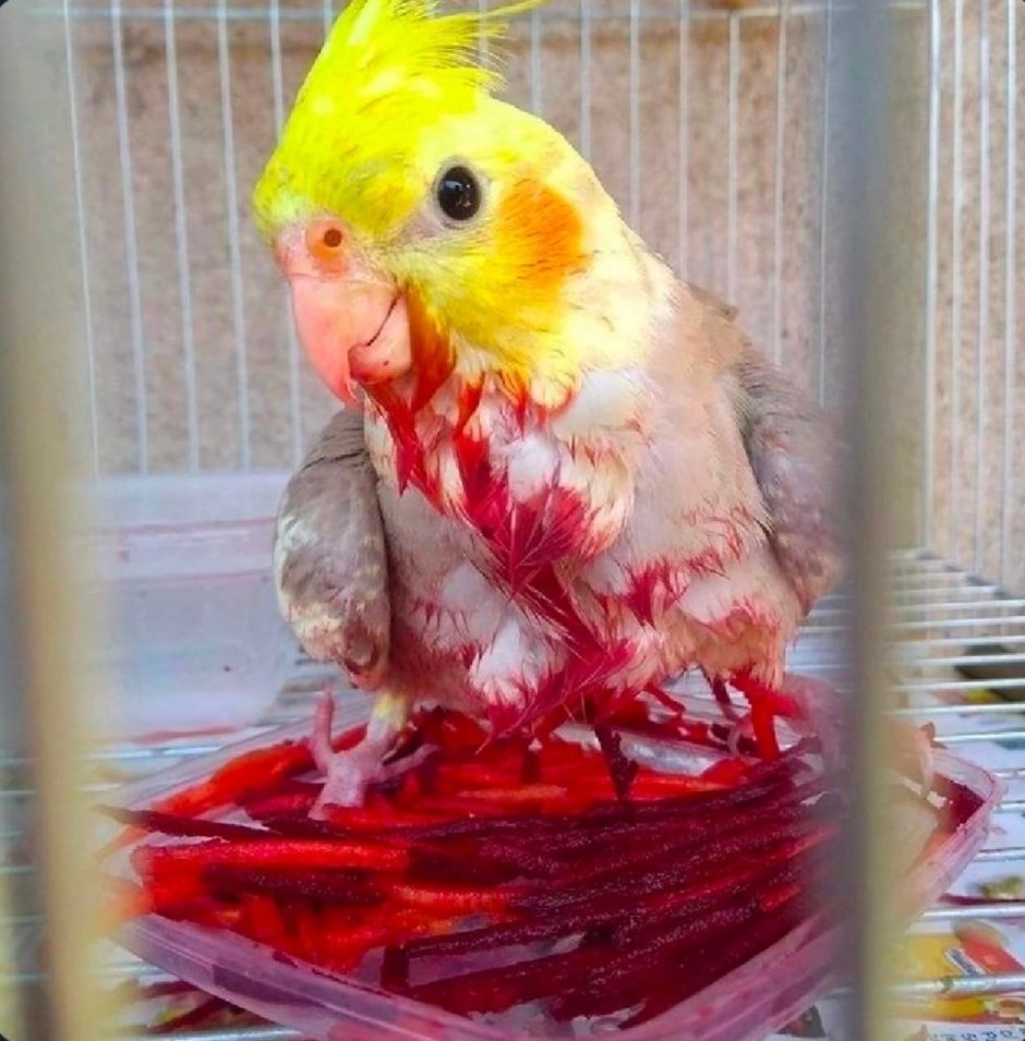 Корелла зеленая