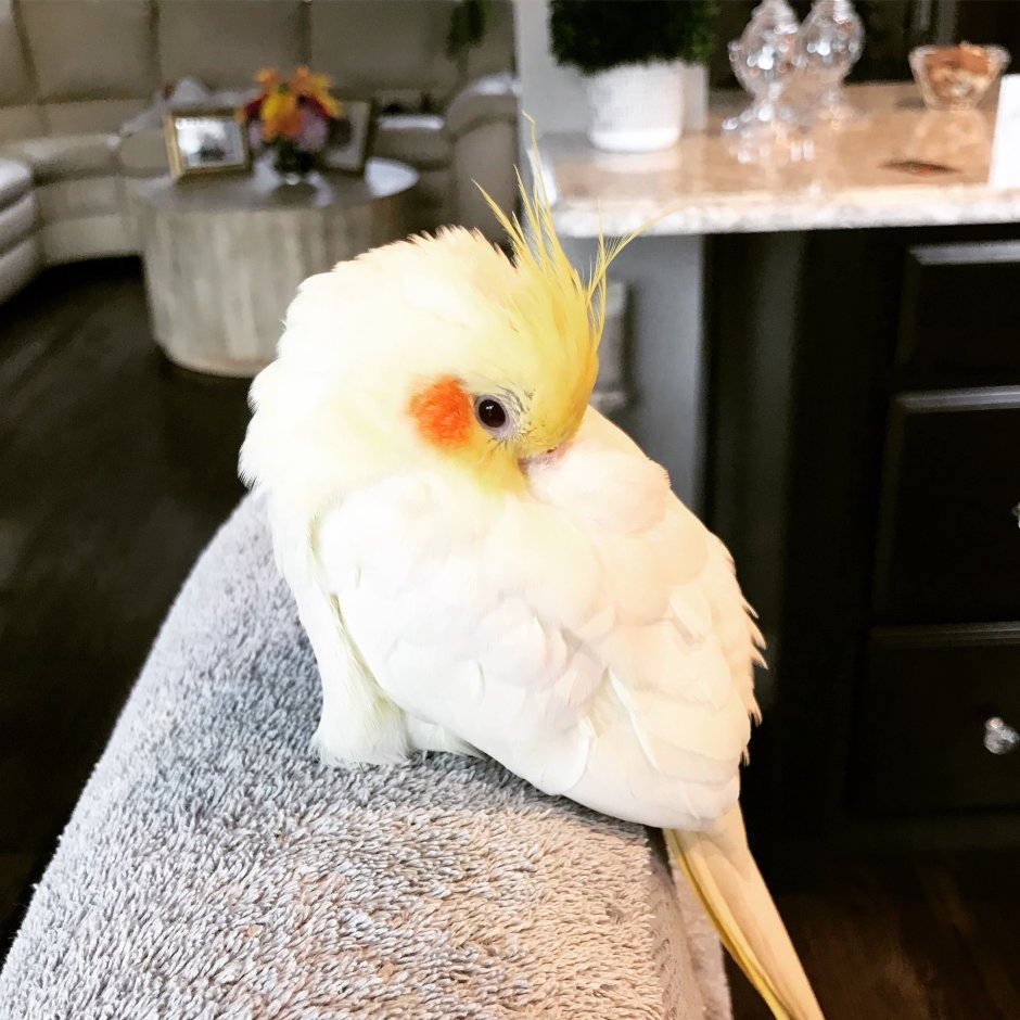 Милые попугаи корелла