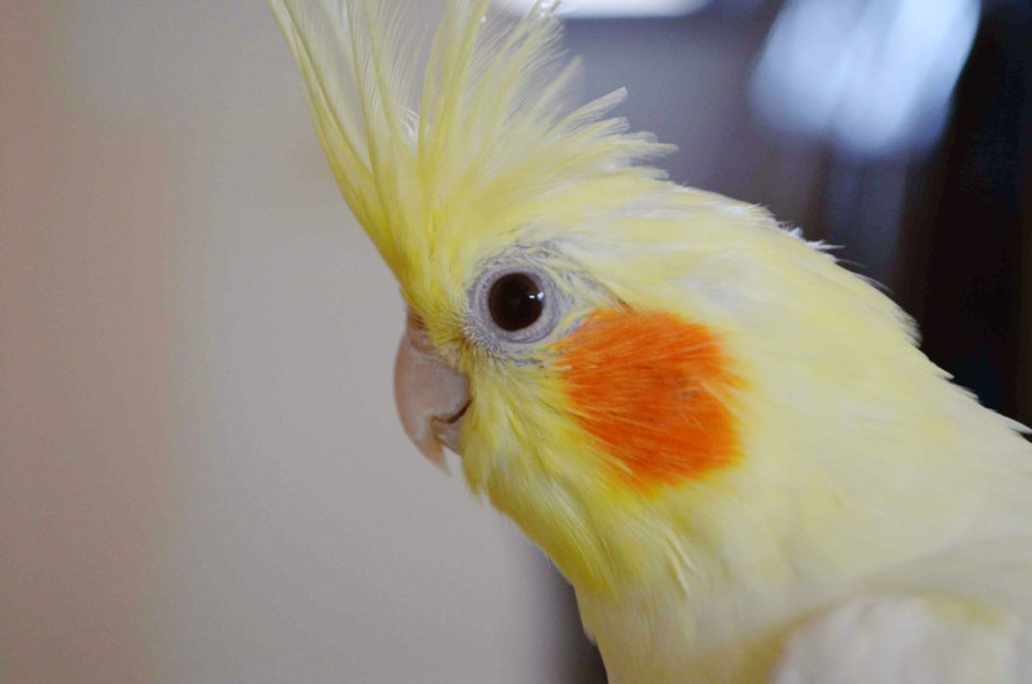 Попугай корелла смешной