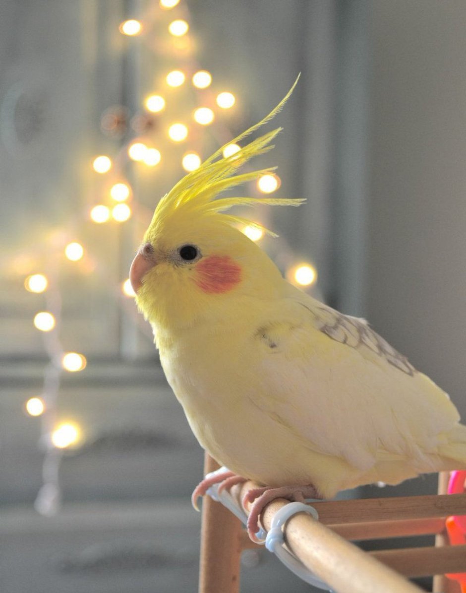 Попугайчик корелла