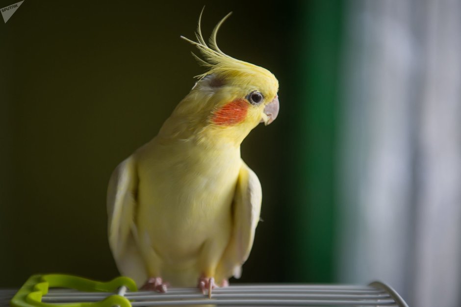 Смешные кореллы