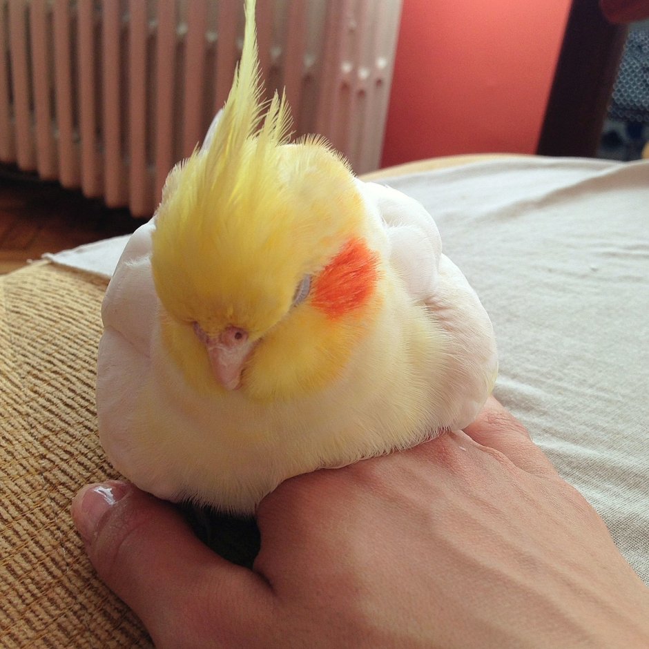 Попугай Пикачу корелла