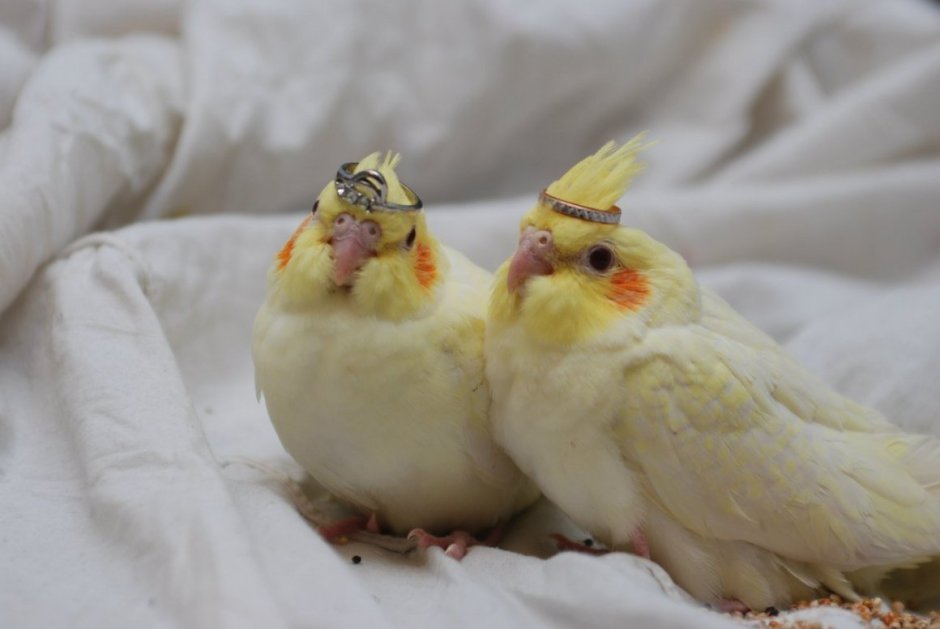 Жако и корелла