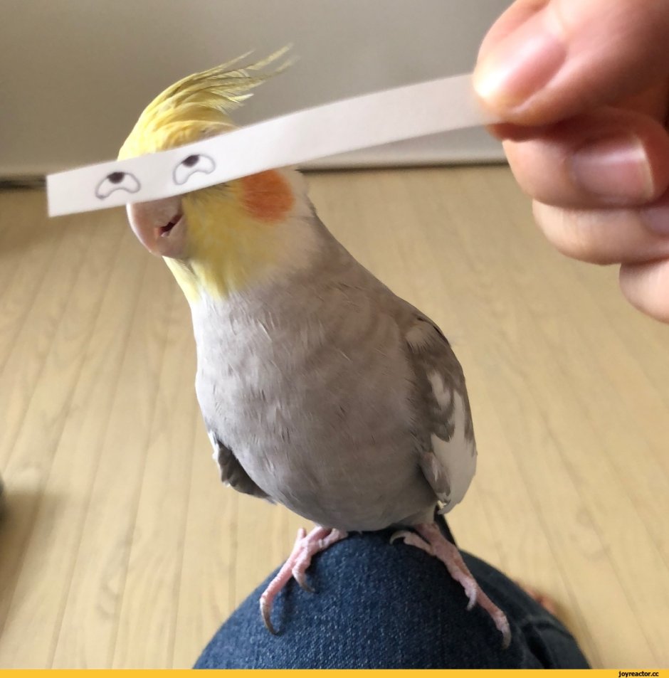 Попугай корелла мультяшка