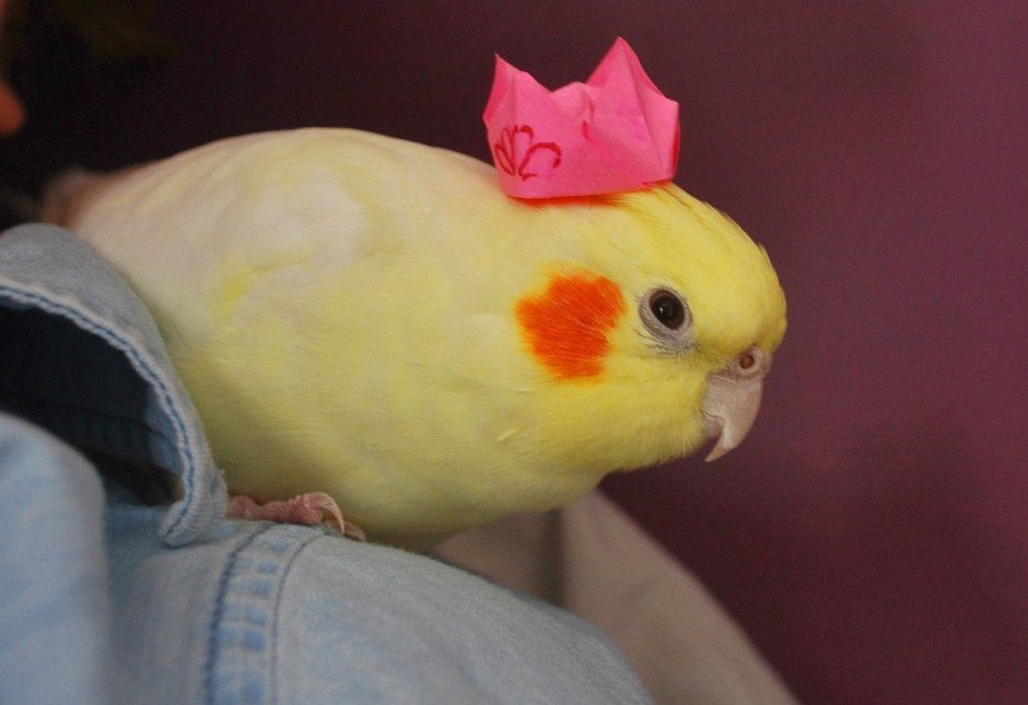 Старый попугай корелла