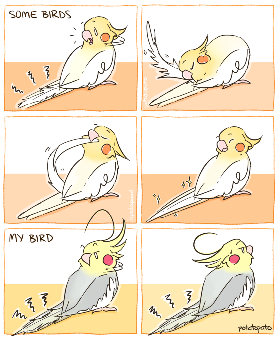 Керала попугай