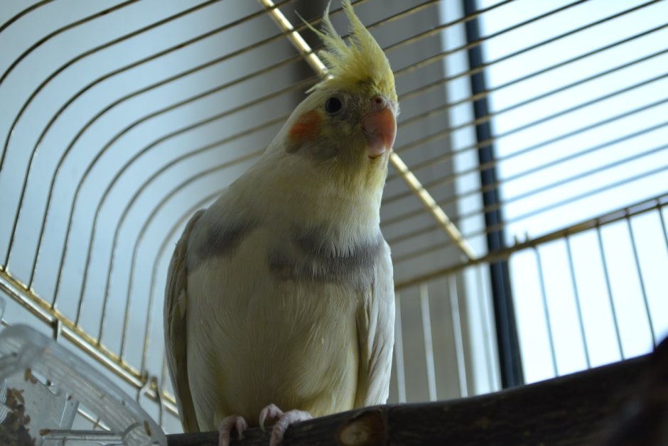 Попугай юмор