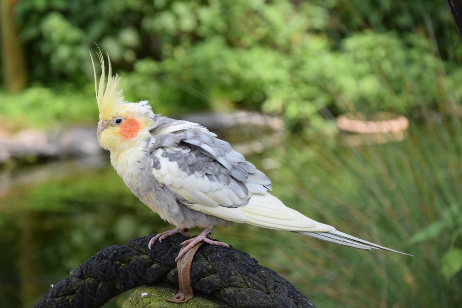 Попугайчики корелла милые