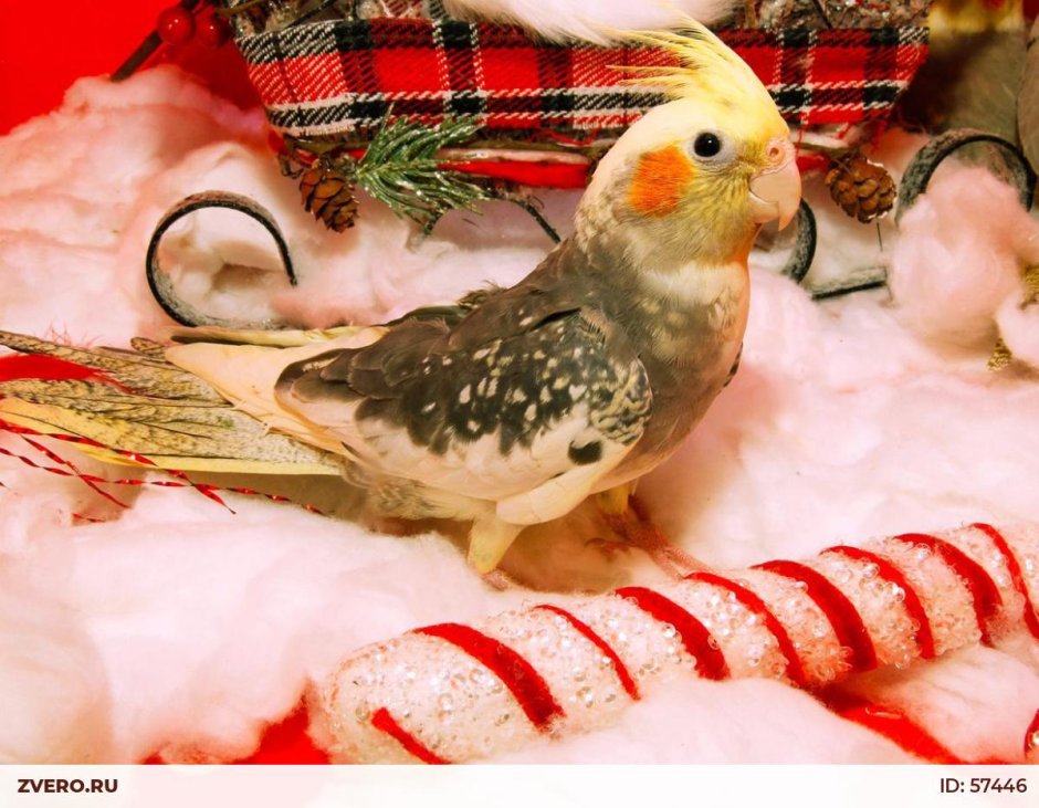 Корелла попугай зеленый