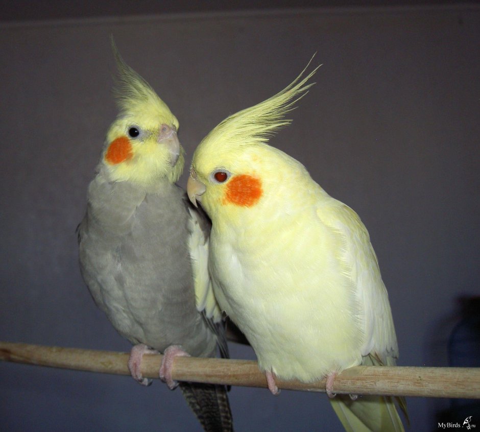 Попугай и завтрак