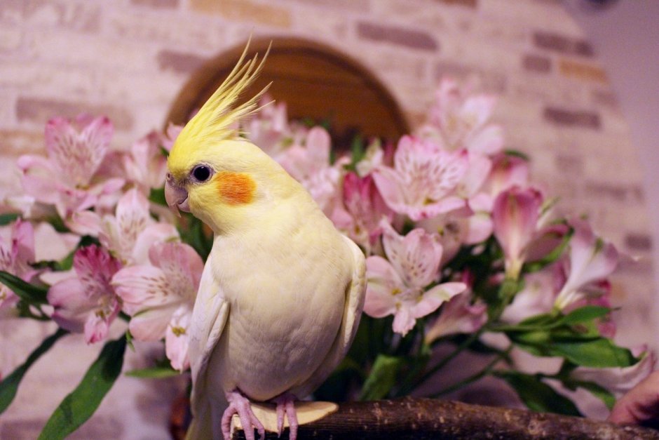 Толстый попугай корелла