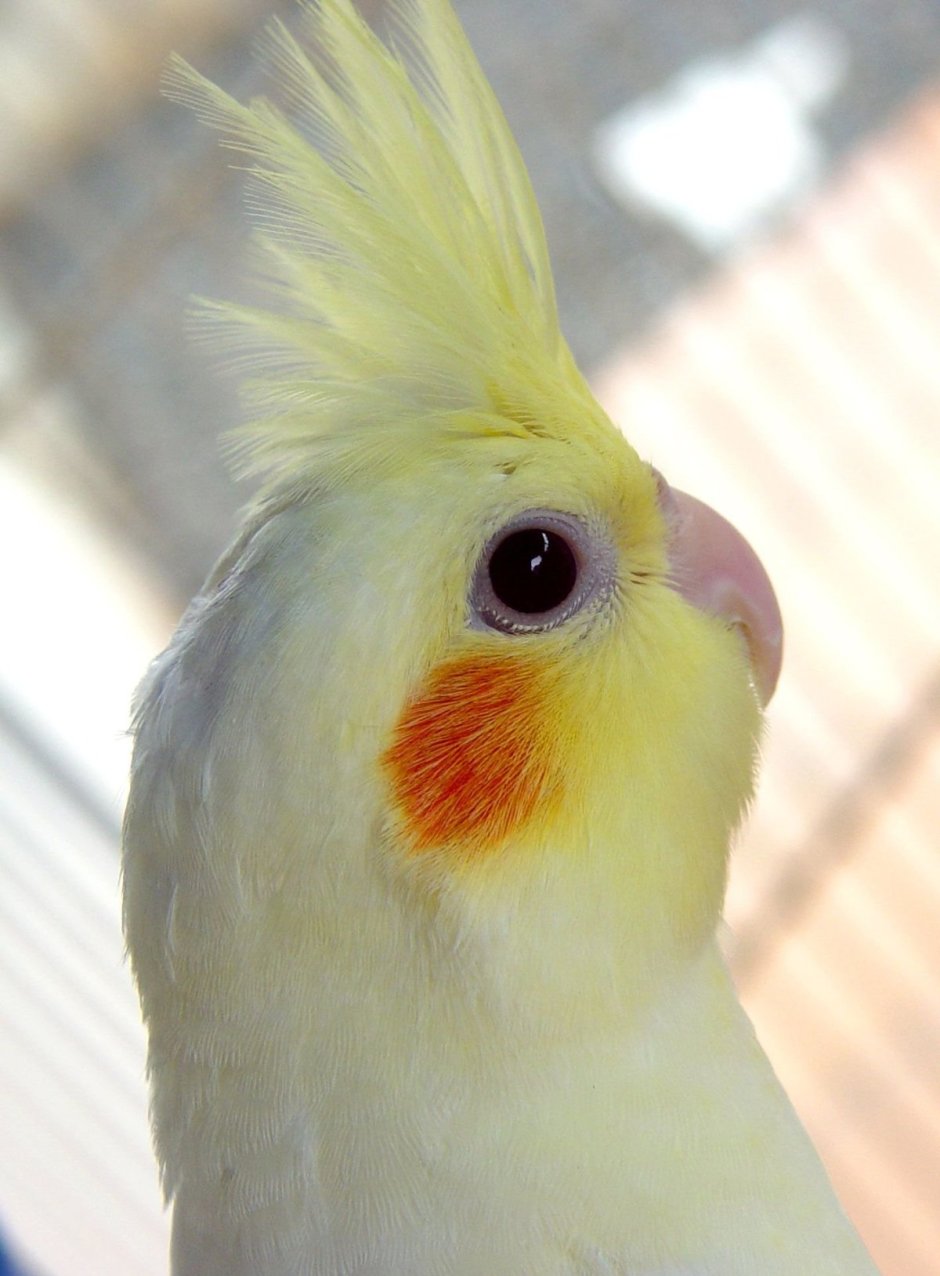 Домашний попугай корелла