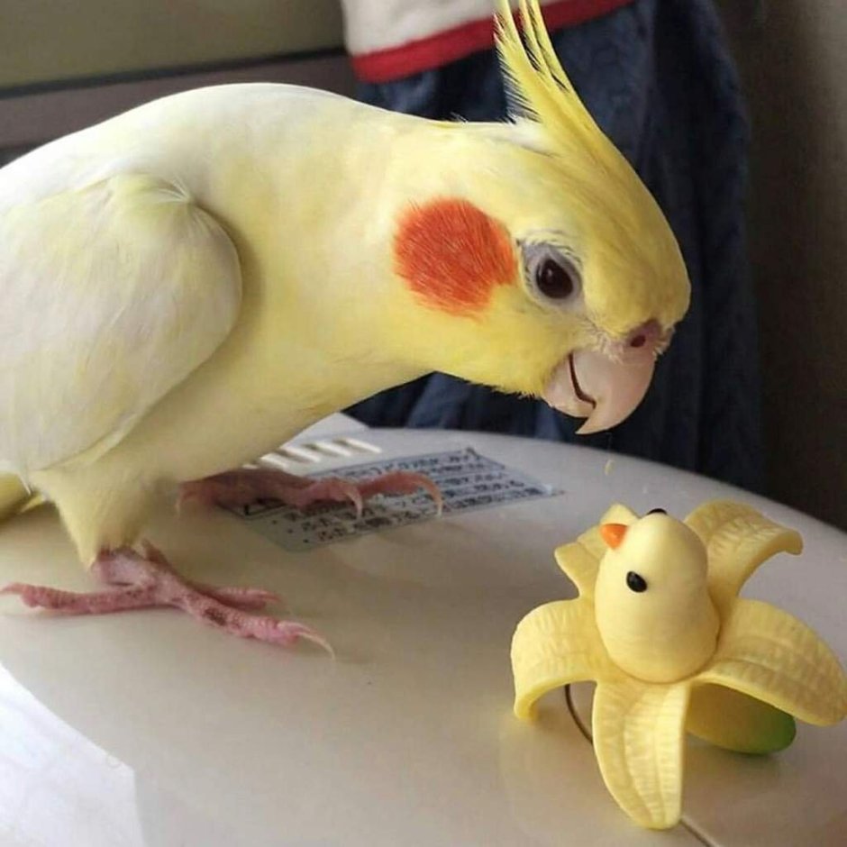 Попугай корелла милые мультяшные