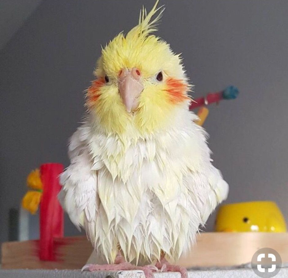 Попугай корелла Лютинка