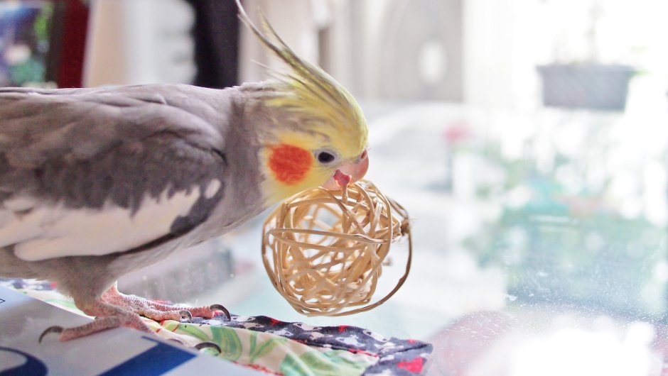 Попугай корелла