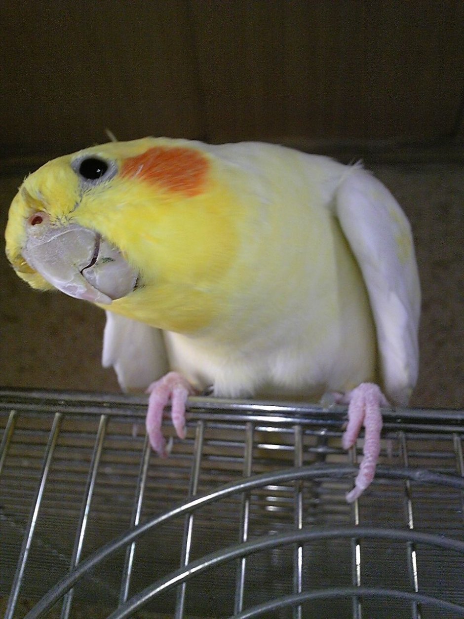 Попугай корелла белый