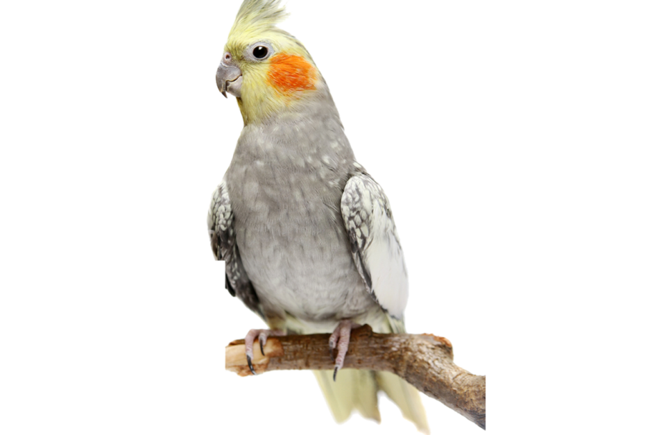 Нимфа корелла попугай