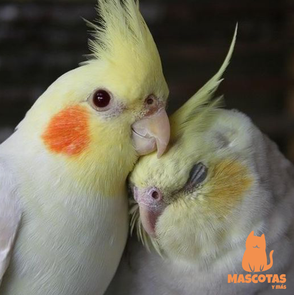 Попугай корелла акварель