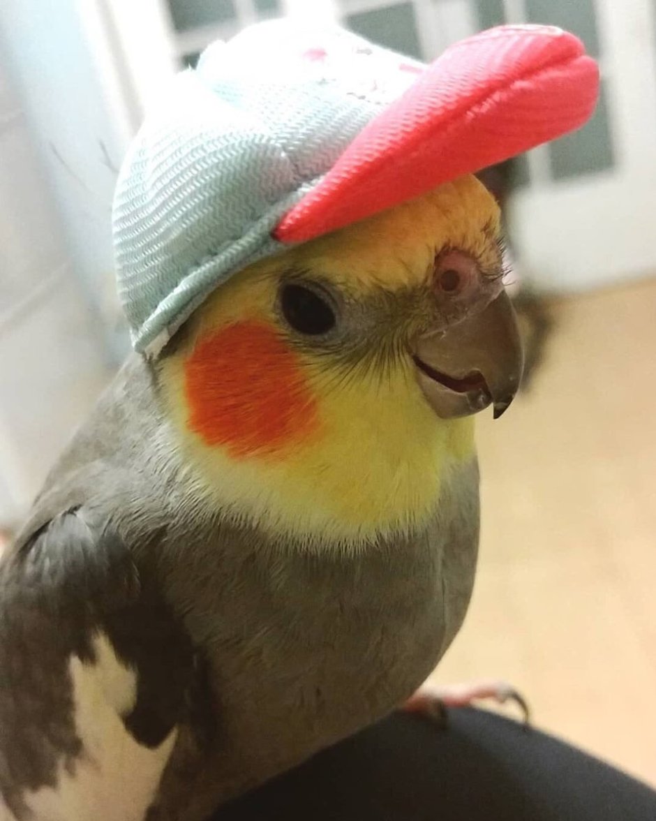 Попугай корелла спит