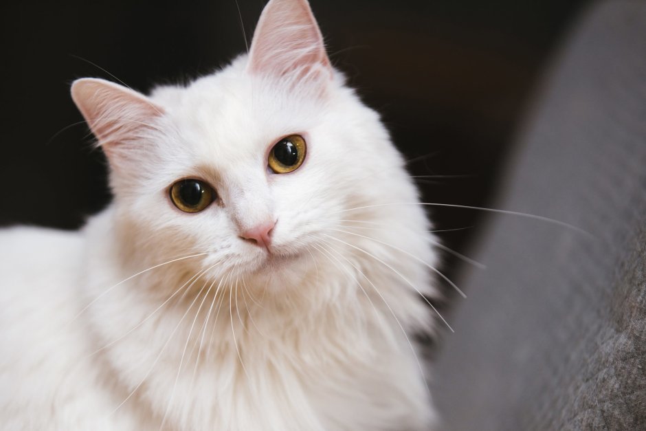 Сибирская ангора кошка белый кот