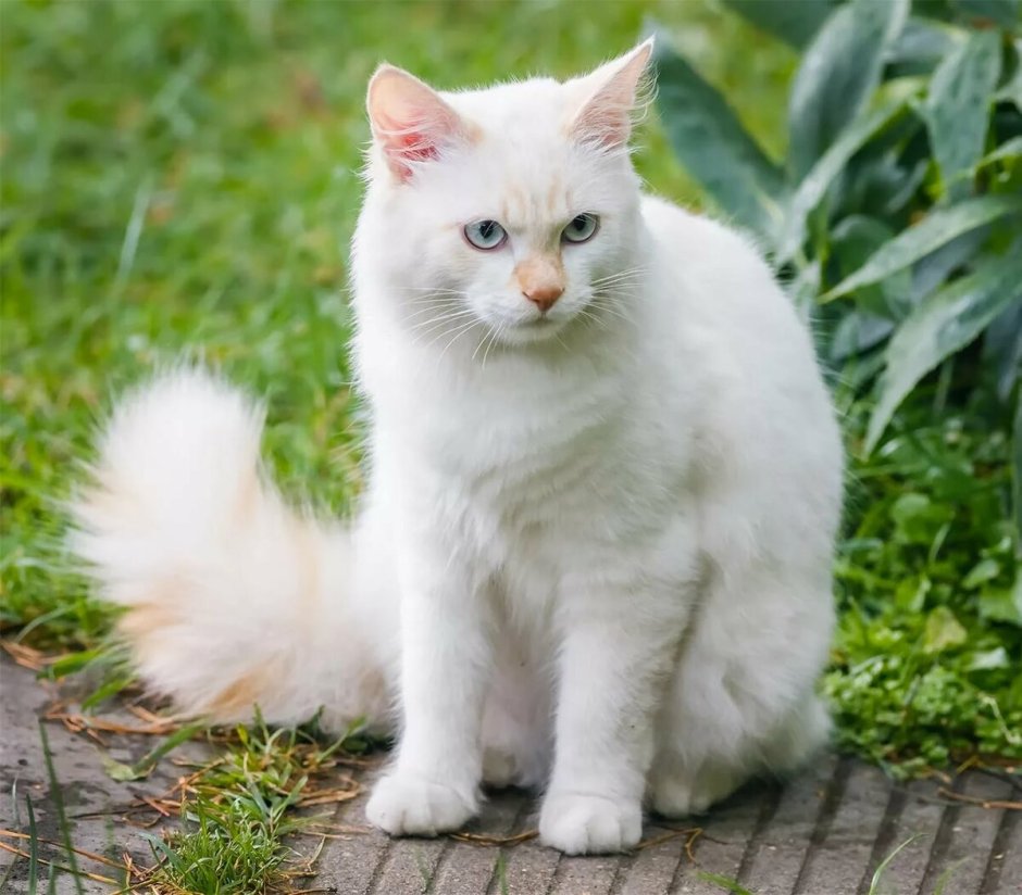 Сибирская ангорская кошка белая