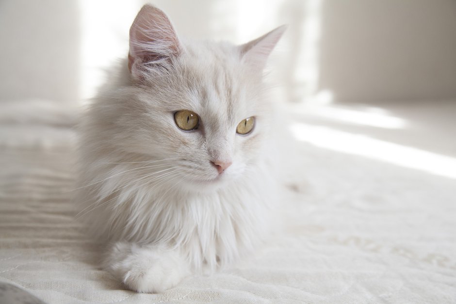 Ангорская кошка серая