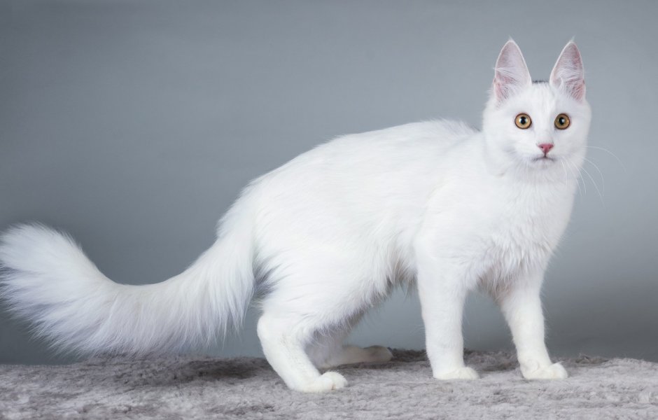 Трехцветная турецкая ангорская кошка
