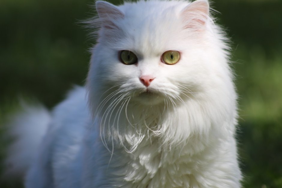 Ангорская кошка альбинос