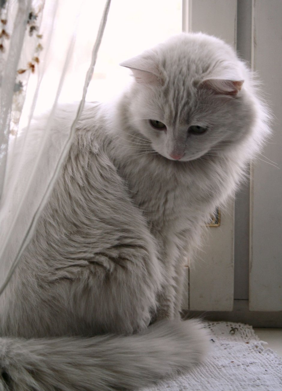 Белый котик
