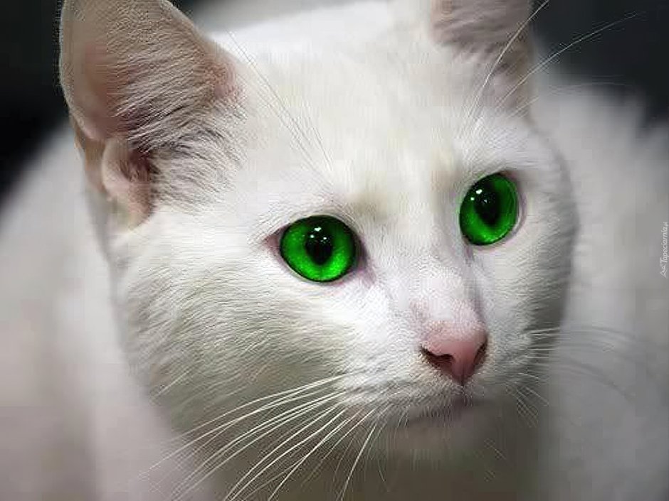 Белая кошка с зелеными глазами
