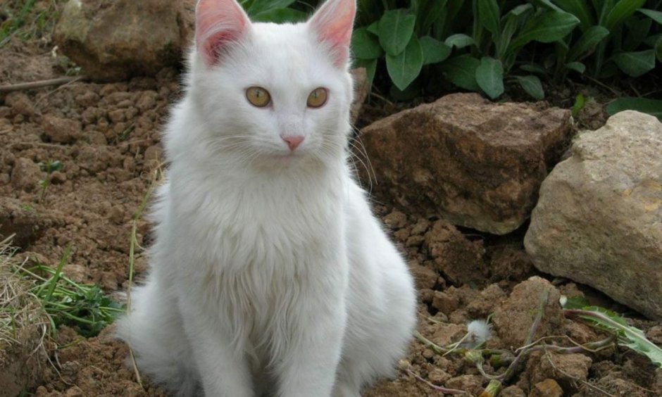 Беспородные коты белые