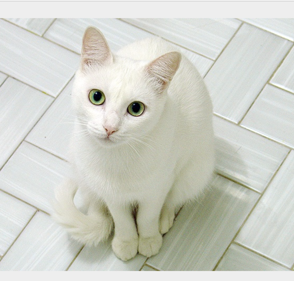 Сибирская кошка белая короткошерстная