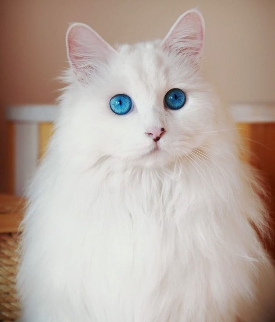 Персидская ангора кошка