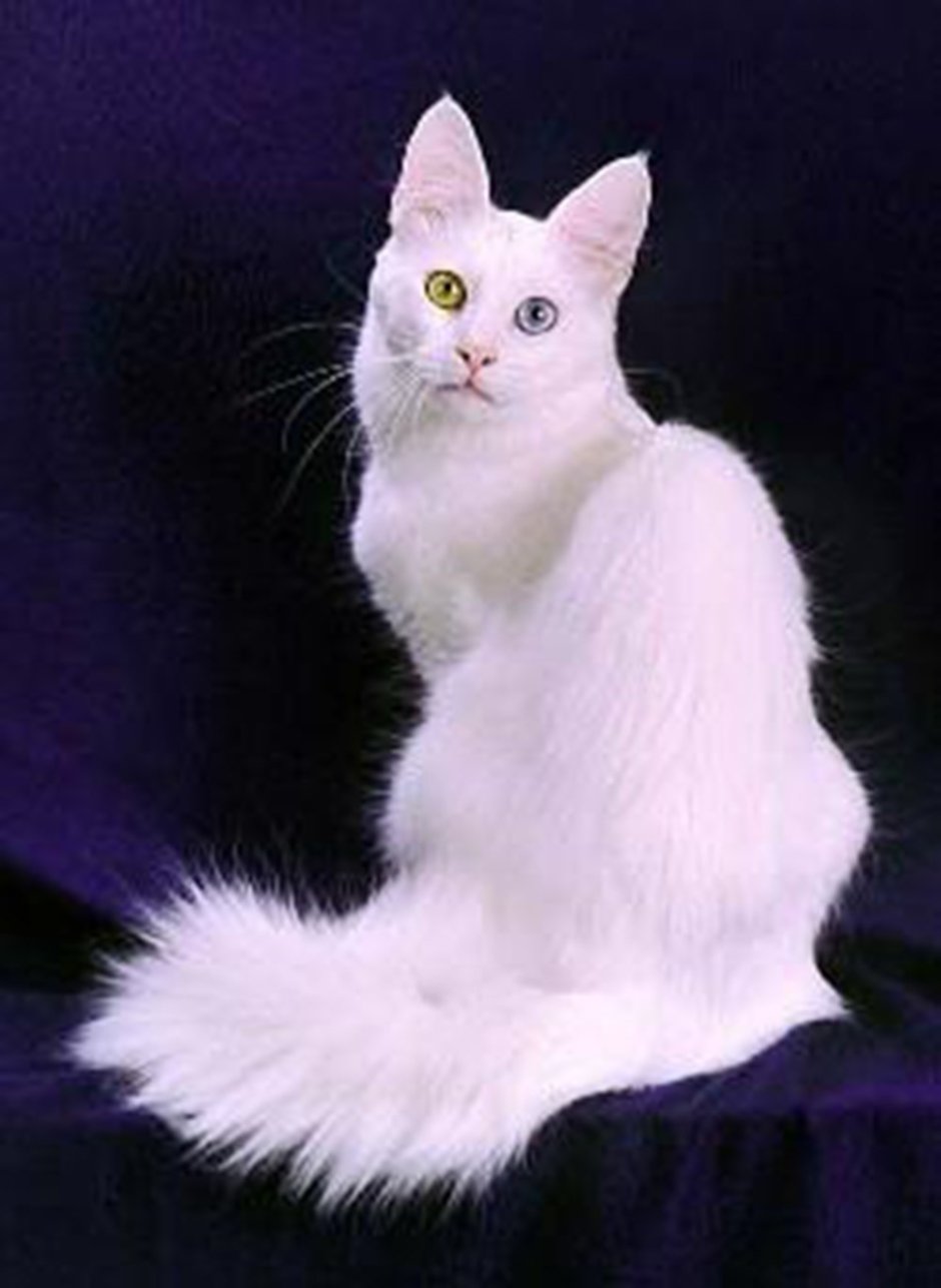 Сиамская ангорская кошка